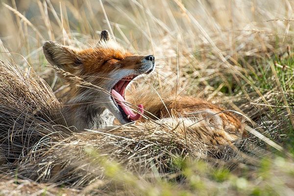 Russian Photographer Ivan Kislov Takes Amazing Pictures of Animals - Sputnik International