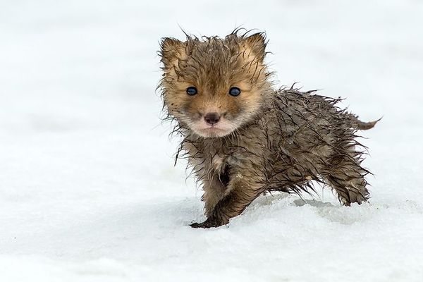 Russian Photographer Ivan Kislov Takes Amazing Pictures of Animals - Sputnik International