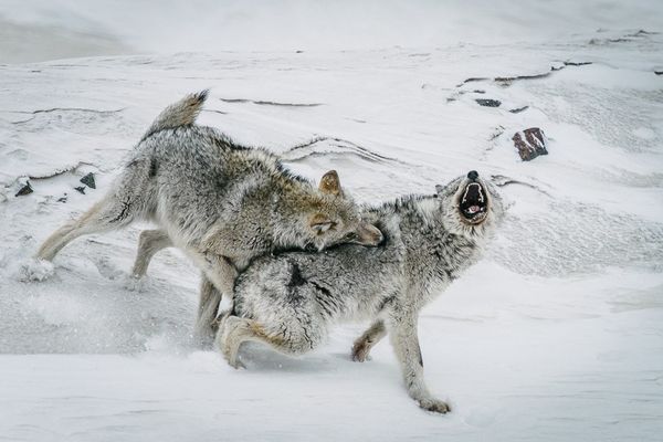 Russian Photographer Ivan Kislov Takes Amazing Pictures of Animals - Sputnik International