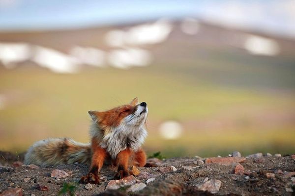 Russian Photographer Ivan Kislov Takes Amazing Pictures of Animals - Sputnik International