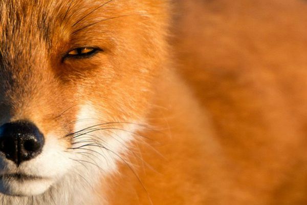 Russian Photographer Ivan Kislov Takes Amazing Pictures of Animals - Sputnik International
