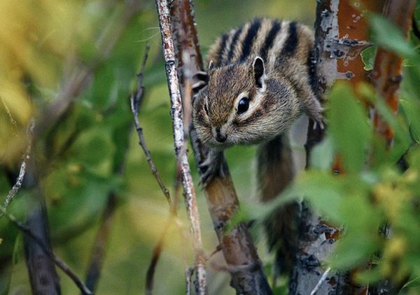 Russian Photographer Ivan Kislov Takes Amazing Pictures of Animals - Sputnik International