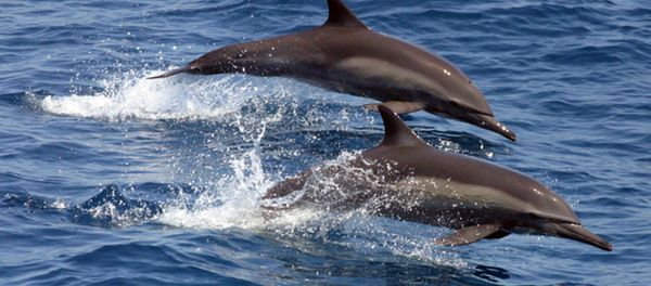 Dolphins Dolphins - Sputnik International