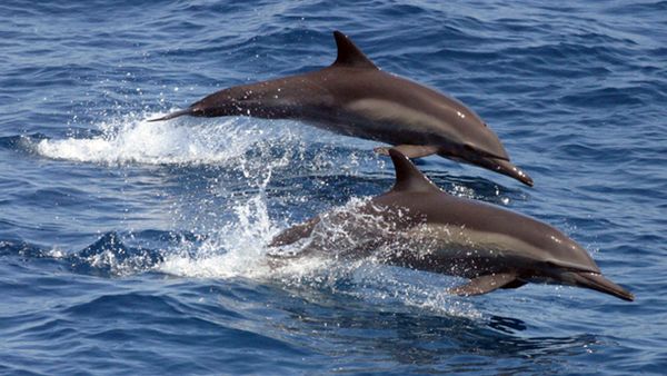 Dolphins - Sputnik International