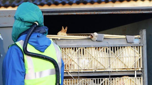 Department For Environment Food and Rural Affairs (DEFRA) officials move crates of ducks during a cull at a duck farm in Nafferton - Sputnik International