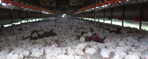 Kumamoto Prefecture, chickens are seen at a farm where H5 virus was detected in two birds on Sunday Kumamoto Prefecture, chickens are seen at a farm where H5 virus was detected in two birds on Sunday - Sputnik International