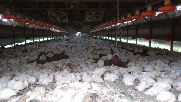 Kumamoto Prefecture, chickens are seen at a farm where H5 virus was detected in two birds on Sunday Kumamoto Prefecture, chickens are seen at a farm where H5 virus was detected in two birds on Sunday - Sputnik International