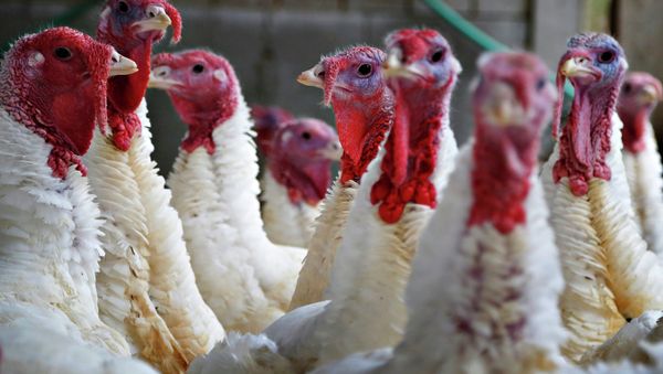 Turkeys look around their enclosure at Seven Acres Farm in North Reading, Massachusetts November 25, 2014 - Sputnik International