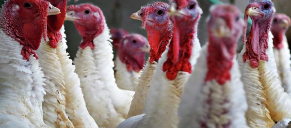 Turkeys look around their enclosure at Seven Acres Farm in North Reading, Massachusetts November 25, 2014 Turkeys look around their enclosure at Seven Acres Farm in North Reading, Massachusetts November 25, 2014 - Sputnik International