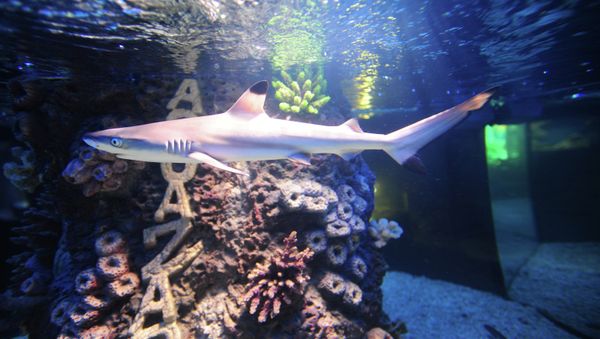 A shark at the Kaliningrad Zoo had a nervous breakdown after struggling with the excessive attention of zoo visitors who persistently tapped on the glass of her aquarium; it made her scurrying around, hurting her nose and eye. A shark at the Kaliningrad Zoo had a nervous breakdown after struggling with the excessive attention of zoo visitors who persistently tapped on the glass of her aquarium; it made her scurrying around, hurting her nose and eye. - Sputnik International