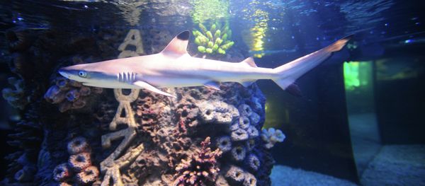 A shark at the Kaliningrad Zoo had a nervous breakdown after struggling with the excessive attention of zoo visitors who persistently tapped on the glass of her aquarium; it made her scurrying around, hurting her nose and eye. - Sputnik International