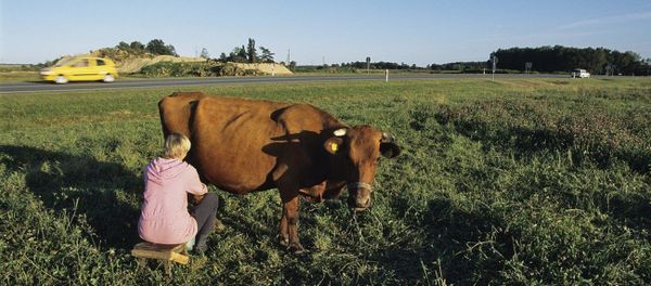 A woman milking a cow in a countryside near Kaunas, Lithuania A woman milking a cow in a countryside near Kaunas, Lithuania - Sputnik International