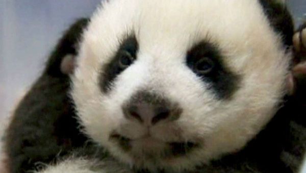 WWF released a statement highlighting that the world has lost more than half of the planet's wildlife population - Sputnik International