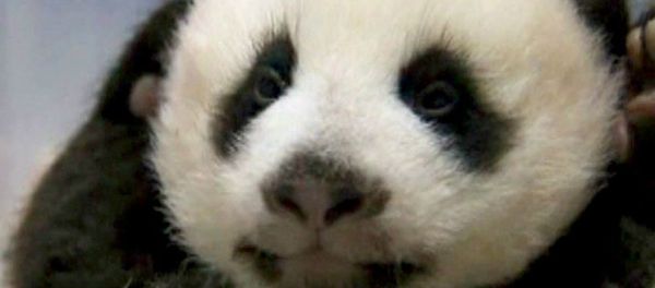 WWF released a statement highlighting that the world has lost more than half of the planet's wildlife population - Sputnik International