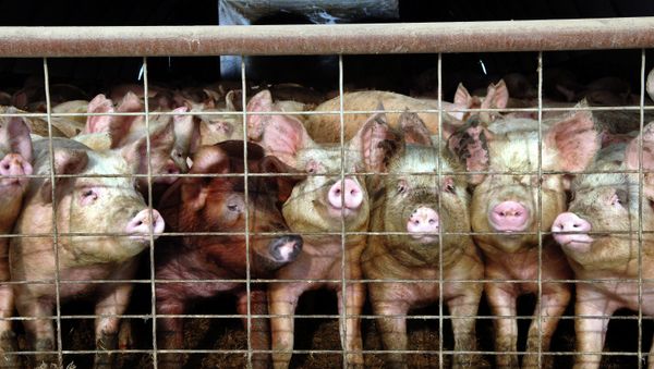 Farm pigs - Sputnik International