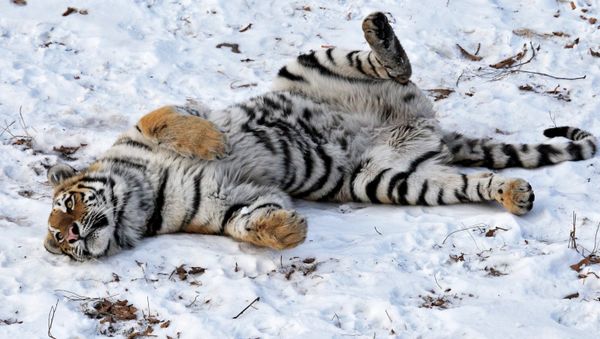 A hunter who killed a rare Siberian tiger that he tracked down in far-eastern Russia has been fined 720,000 rubles ($20,000) - Sputnik International