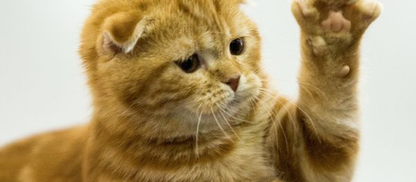 Ginger cat - Sputnik International