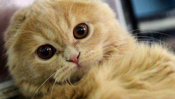 A cat broke into a fish shop, eating seafood and damaging other food supplies. A shop owner has issued an official complaint to Vladivostok International Airport. - Sputnik International