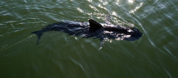 The US Navy has completed the testing of an experimental shark-like unmanned underwater vehicle (UUV) to be used for intelligence gathering, surveillance, reconnaissance and inspecting ship hulls, a US Navy Public Affairs report says. The US Navy has completed the testing of an experimental shark-like unmanned underwater vehicle (UUV) to be used for intelligence gathering, surveillance, reconnaissance and inspecting ship hulls, a US Navy Public Affairs report says. - Sputnik International
