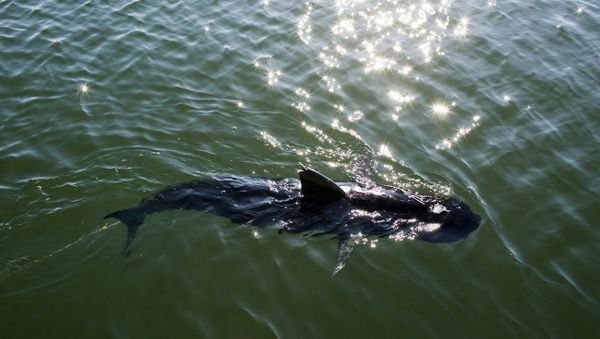 The US Navy has completed the testing of an experimental shark-like unmanned underwater vehicle (UUV) to be used for intelligence gathering, surveillance, reconnaissance and inspecting ship hulls, a US Navy Public Affairs report says. - Sputnik International