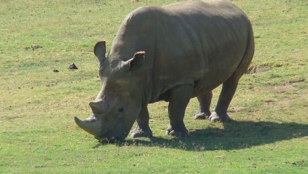 Northern White Rhinoceros - Sputnik International