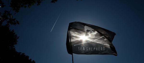 Sea Shepherd confronted a vessel engaged in poaching Patagonian toothfish in the Antarctic Sea Shepherd confronted a vessel engaged in poaching Patagonian toothfish in the Antarctic - Sputnik International