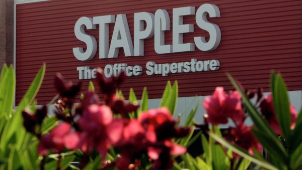 Oleander flowers bloom outside the Staples store - Sputnik International