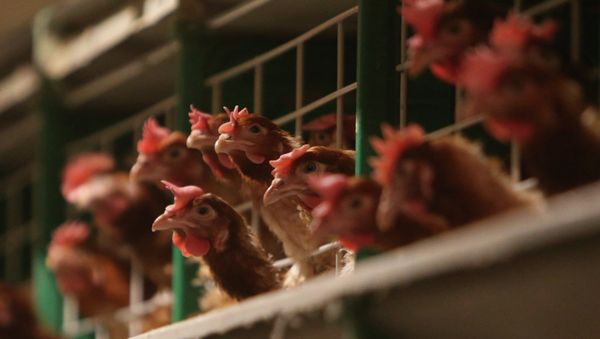 Argentina increased its exports of seafood, poultry and dairy products to Russia in 2014 - Sputnik International