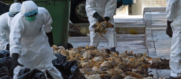 Health workers pack dead chickens into trash bins at a wholesale poultry market in Hong Kong December 31, 2014 - Sputnik International
