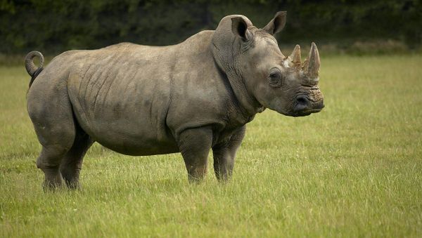 White Rhinoceros - Sputnik International