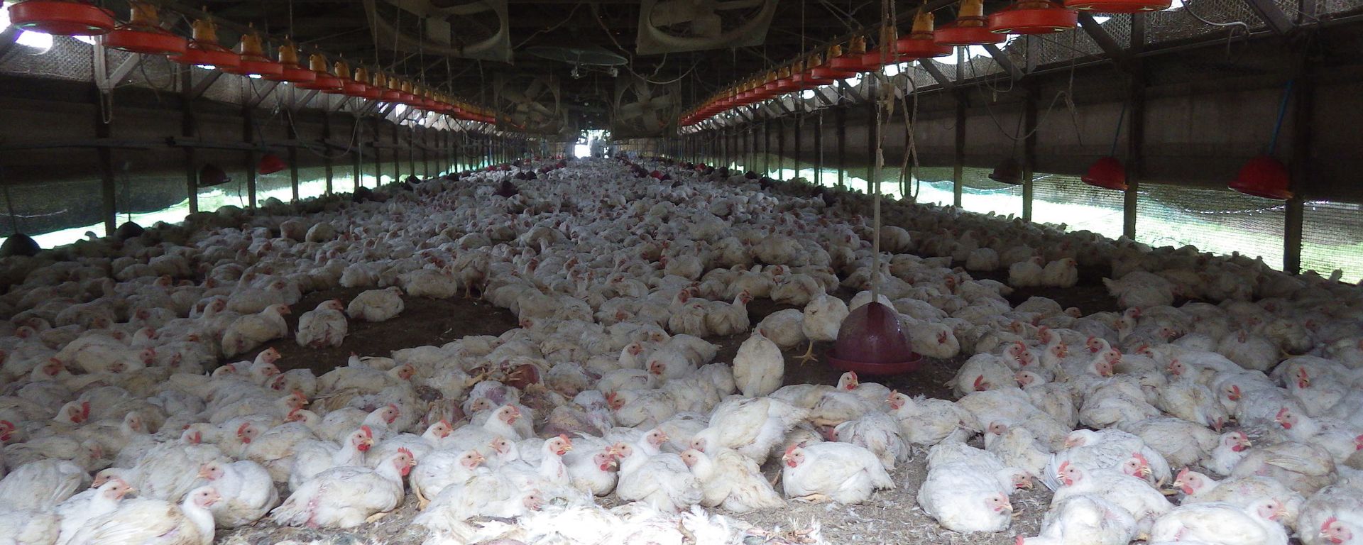Kumamoto Prefecture, chickens are seen at a farm where H5 virus was detected in two birds on Sunday - Sputnik International, 1920, 28.03.2023