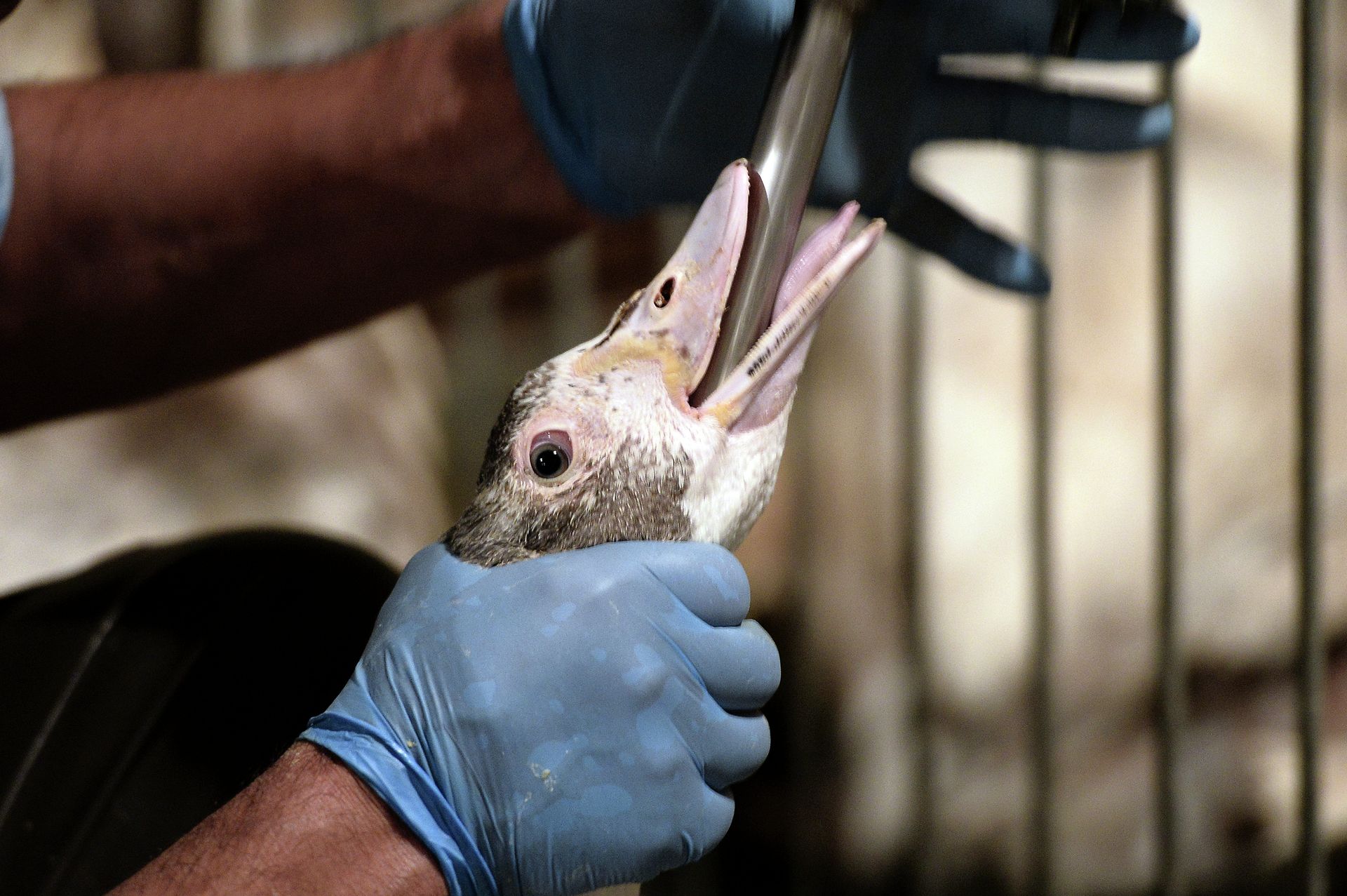 Head of French Foie Gras Producers' Group 'Shocked' Over UK Plans to Ban Imports of 'Barbaric' Item Head of French Foie Gras Producers' Group 'Shocked' Over UK Plans to Ban Imports of 'Barbaric' Item - Sputnik International, 1920, 17.04.2021
