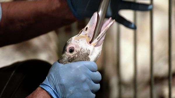An employee force-feeds a duck - Sputnik International