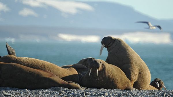 Russian Arctic National Park - Sputnik International