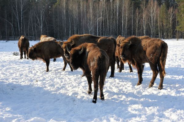 The Magic of Nature: Russia's National Parks in Pictures The Magic of Nature: Russia's National Parks in Pictures - Sputnik International