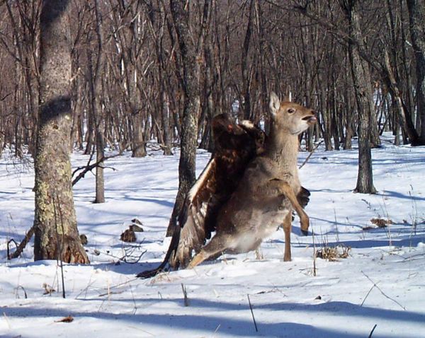The Magic of Nature: Russia's National Parks in Pictures The Magic of Nature: Russia's National Parks in Pictures - Sputnik International