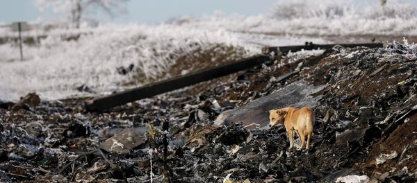 A dog stands at the site where MH17, a Malaysia Airlines Boeing 777 plane, crashed near the village of Hrabove (Grabovo) in Donetsk region - Sputnik International