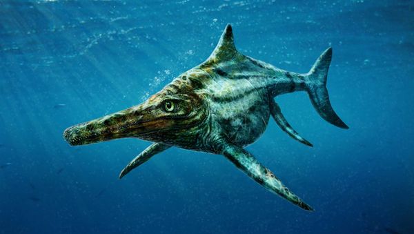 Dearcmhara shawcrossi historic reptile - Sputnik International