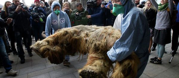 Russian Geographic Society staff members carry the body of baby mammoth to put on display in Moscow, Russia, Tuesday, Oct. 28, 2014 Russian Geographic Society staff members carry the body of baby mammoth to put on display in Moscow, Russia, Tuesday, Oct. 28, 2014 - Sputnik International