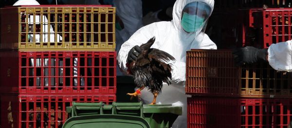 A workers (C) places a chicken in a bin during a cull in Hong Kong on December 31, 2014, after the deadly H7N9 virus was discovered in poultry imported from China - Sputnik International