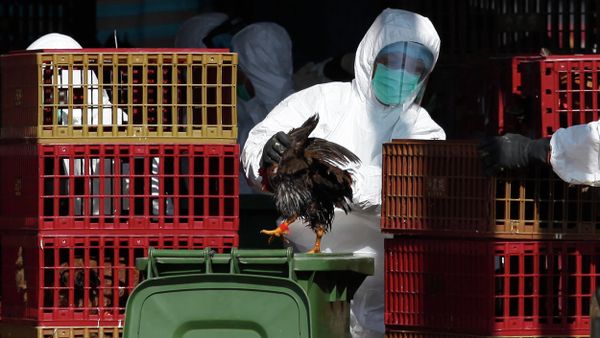A workers (C) places a chicken in a bin during a cull in Hong Kong on December 31, 2014, after the deadly H7N9 virus was discovered in poultry imported from China A workers (C) places a chicken in a bin during a cull in Hong Kong on December 31, 2014, after the deadly H7N9 virus was discovered in poultry imported from China - Sputnik International