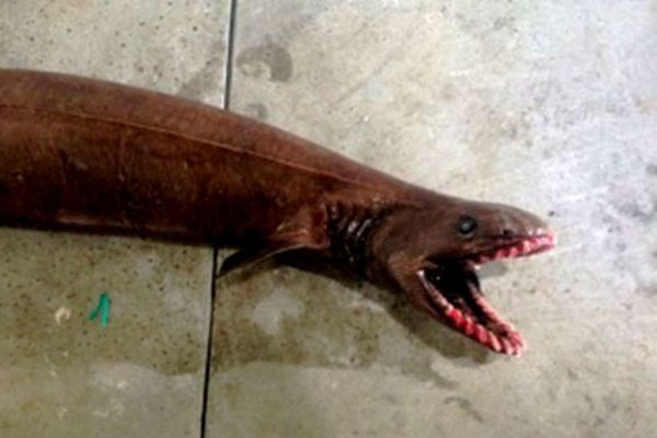 Frilled Shark Frilled Shark - Sputnik International