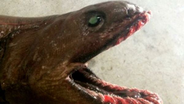 Frilled Shark - Sputnik International