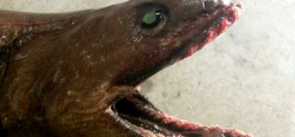 Frilled Shark Frilled Shark - Sputnik International
