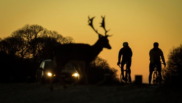 A car and two cyclists wait for deer to cross the road A car and two cyclists wait for deer to cross the road - Sputnik International