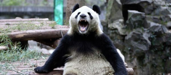 A giant panda opens its mouth A giant panda opens its mouth - Sputnik International