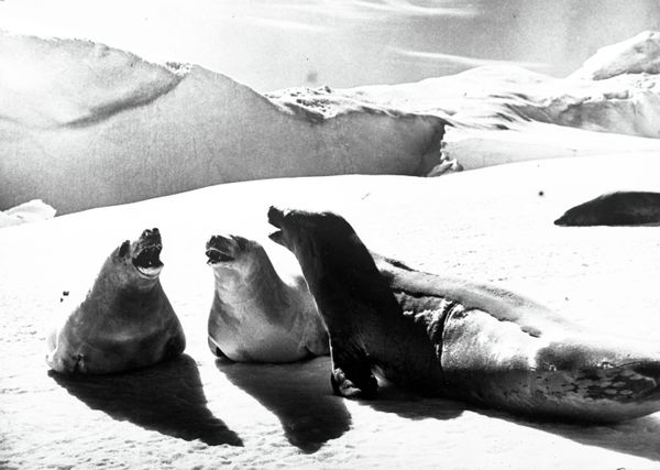 The Kingdom of Ice: Antarctica in Pictures The Kingdom of Ice: Antarctica in Pictures - Sputnik International