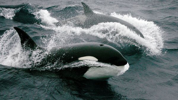 Killer whales - Sputnik International