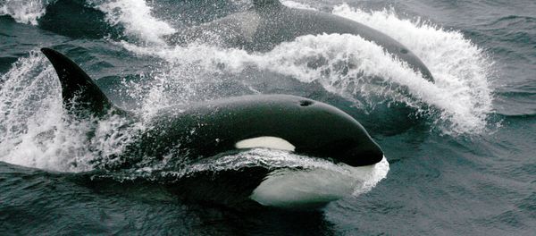 Killer whales Killer whales - Sputnik International