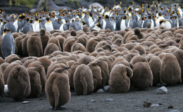 The Kingdom of Ice: Antarctica in Pictures The Kingdom of Ice: Antarctica in Pictures - Sputnik International